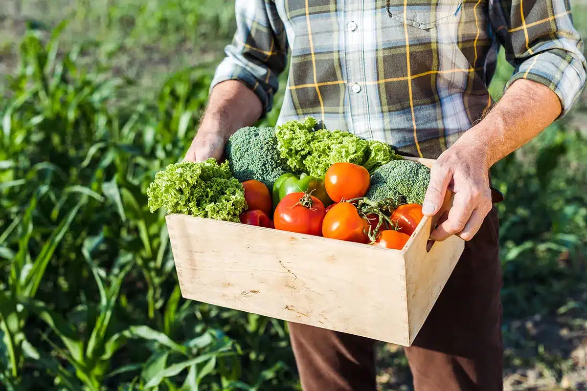 Farmer holding fresh vegetables.