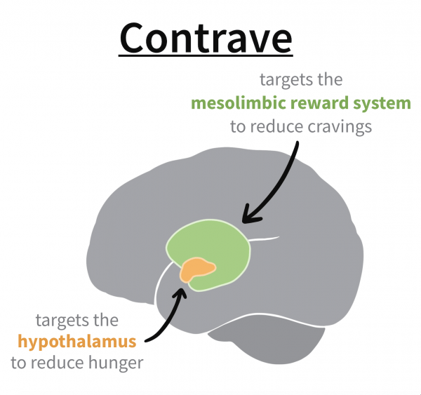 How contrave weight loss drug affects the brain