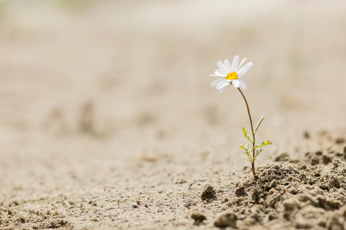 Single daisy growing in the sand.
