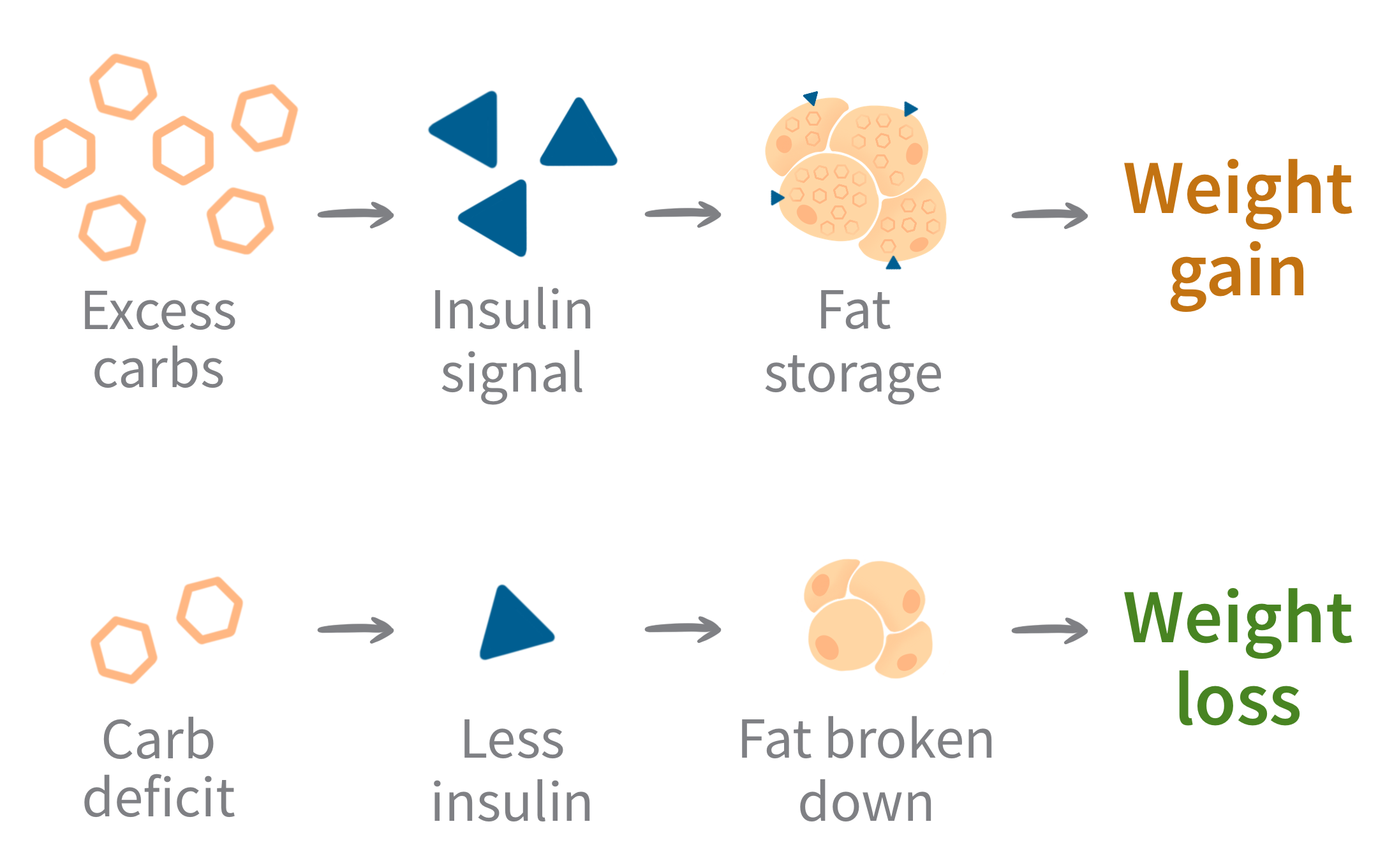 carbohydrates and weight loss science diagram