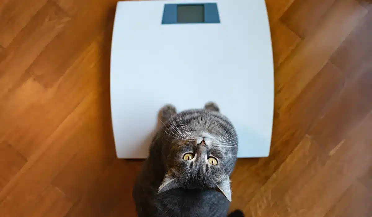 Overhead view of a cat sitting on a digital scale